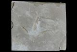 Fossil Bird Track - Green River Formation, Utah #105518-1